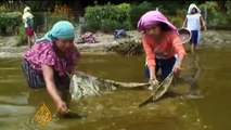 Algae threatens Guatamalan livelihoods - 22 Nov 09