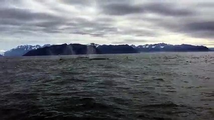 Part 2 : cette bande de baleines à bosse surprend cet observateur, sa réaction est totalement folle.