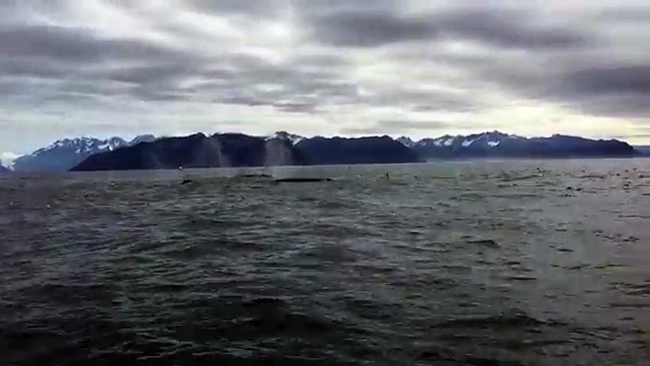 Part 2 : cette bande de baleines à bosse surprend cet observateur, sa réaction est totalement folle.