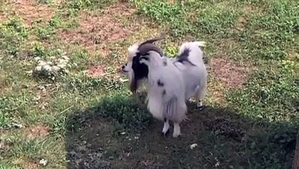 300 mini animaux à la Ferme de mon Papy ! (Aube)