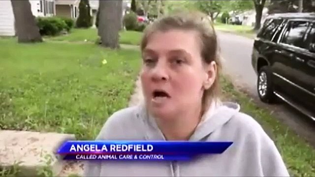 pit bulls attack people shot dead by cop