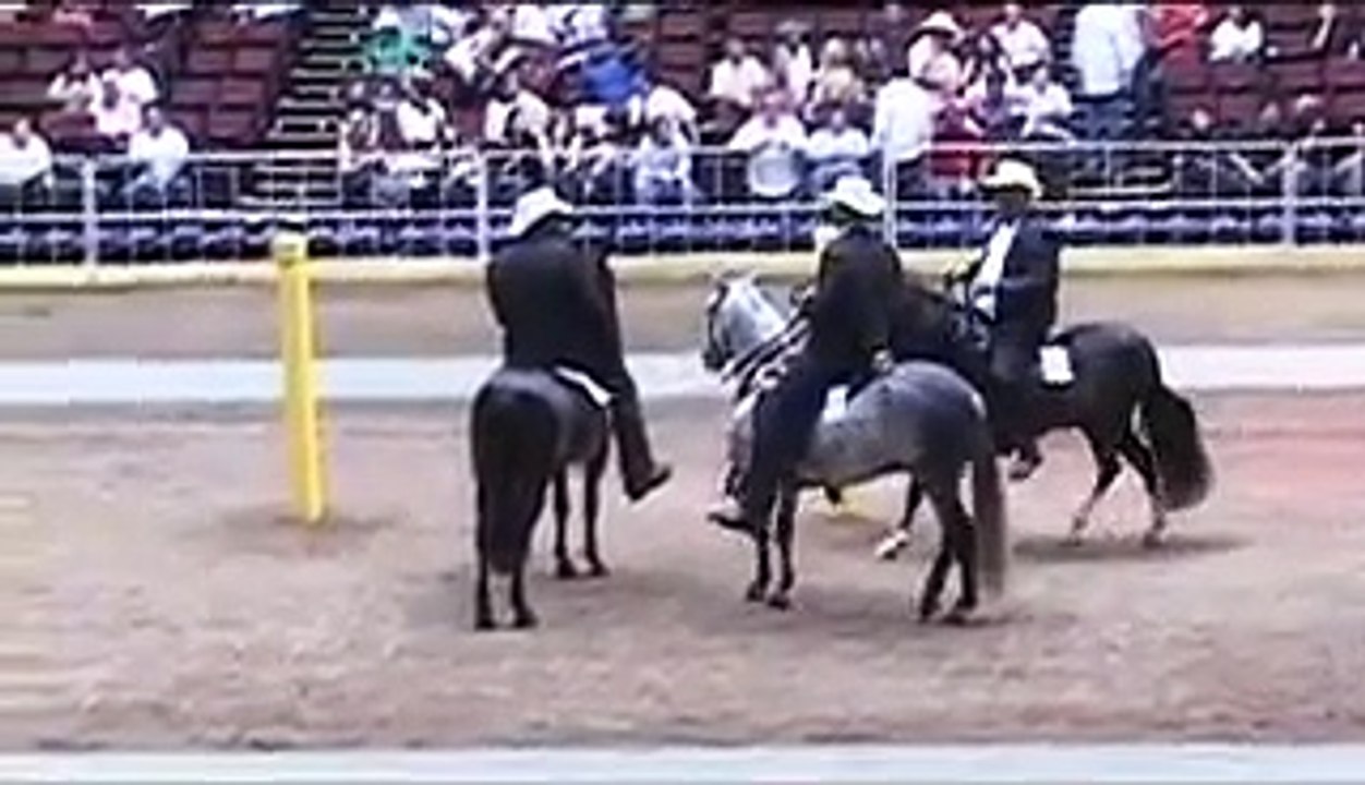 Ponce 2012 Caballos De Paso Fino 72 a 90