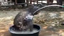 Baby elephant having a playful bath !!! Documentary Animal and Nature1