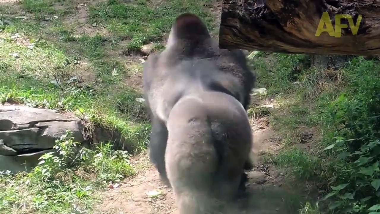 gorilla attack