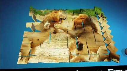 Hyena Gang Vs Lion   Wild Animal Fights