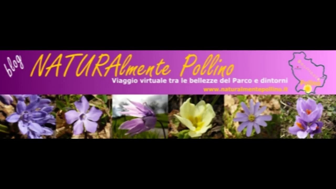 Transumanza nel Pollino (Cavalli)