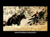 HIMALAYA - Trailer