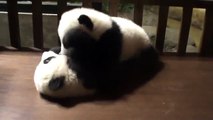Así juegan los bebés osos panda | Zoo Madrid