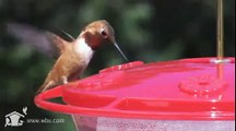 Hummingbirds at Wild Birds Unlimited No Drip/Bee/Ant Saucer feeder