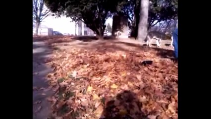 siberian huskies; allie playing with siku