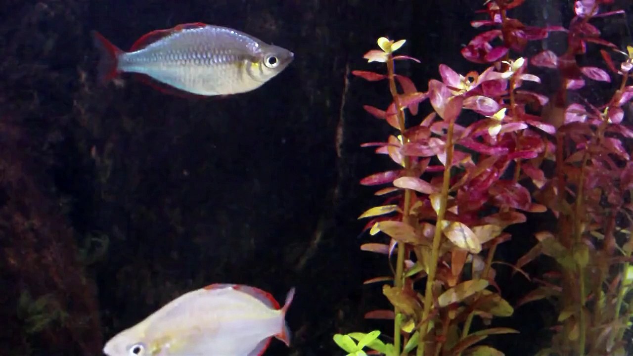 Dwarf Neon Rainbow Fish (Melanotaenia praecox)