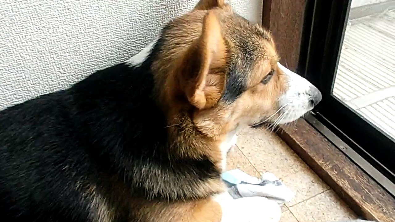強風にビックリするコーギー
