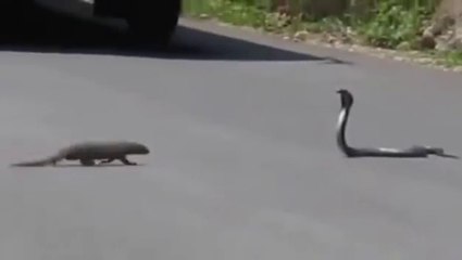 Mongoose vs Cobra Snake Top Fighting Video 2015