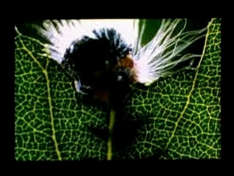 MICROCOSMOS - Jacqes Perrin - Trailer