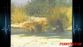 bear fight fiercely with tiger