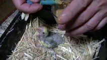 福岡県手乗りインコ小鳥販売店ペットミッキン　サザナミインコのヒナに挿し餌中