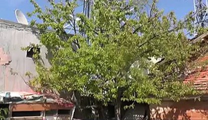 radyasyon mahalleli röp hazır