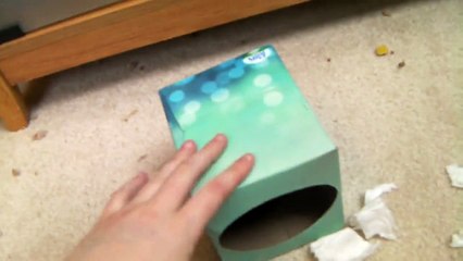 How to Make a Tissue Box Hideout for a Hamster