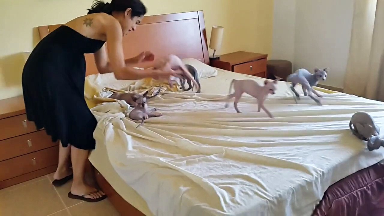 Quand 7 Chatons Sphynx Aident à faire le Lit