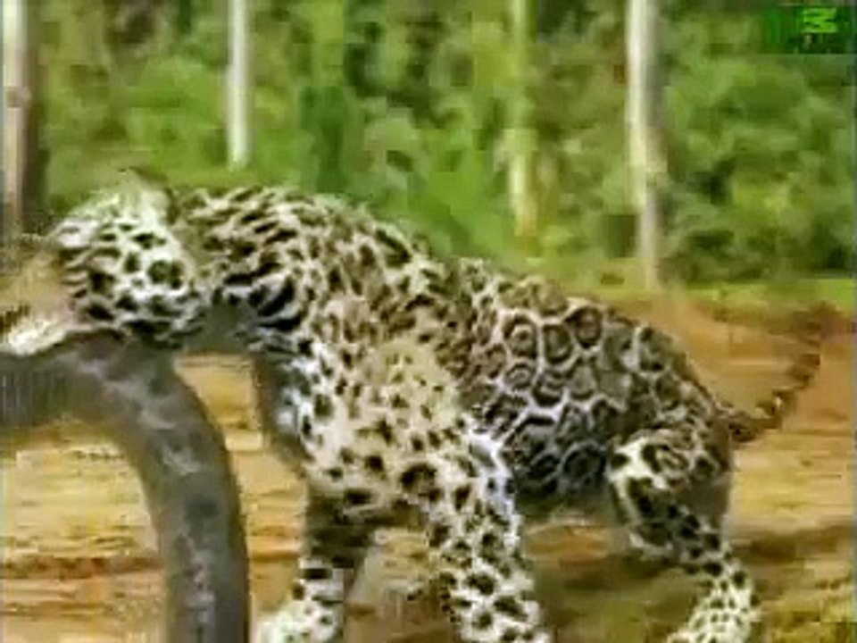 Animal Face Off  Anaconda vs  Jaguar