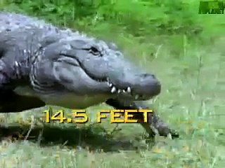 Animal Face Off  Alligator vs  Black Bear