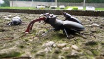 Giant Lucanus cervus judaicus - Stag Beetle / Hirschkäfer