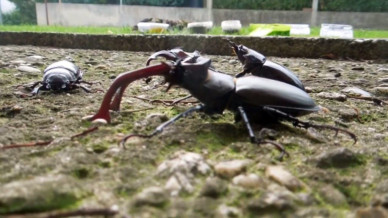 Giant Lucanus cervus judaicus - Stag Beetle / Hirschkäfer