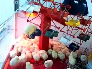 Chick Falls Off Ferris Wheel