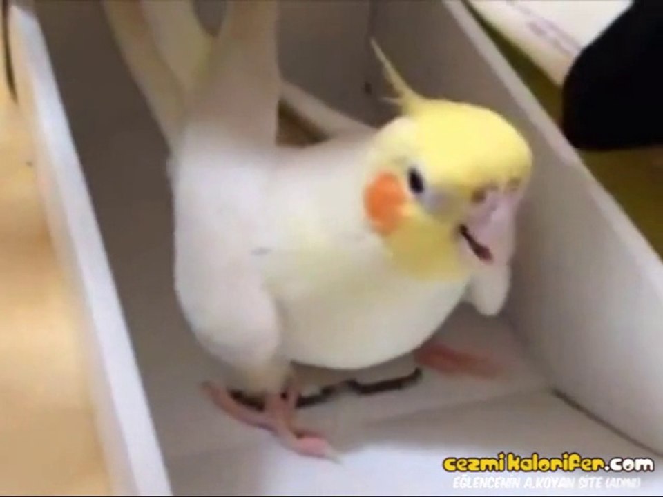 Sahibine Göstersini Sunan Papağan