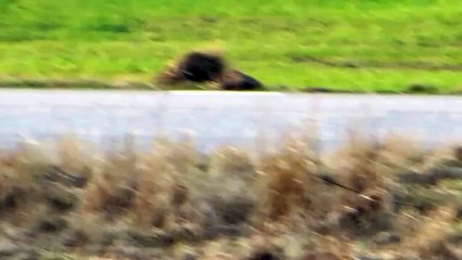 Two common pheasants road racing