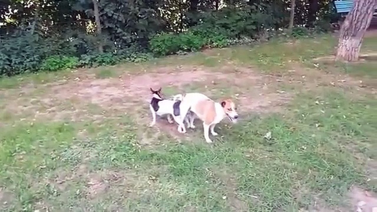 SEX Animal Funny videos Funny Dogs ,Cats █▬█ █ ▀█▀