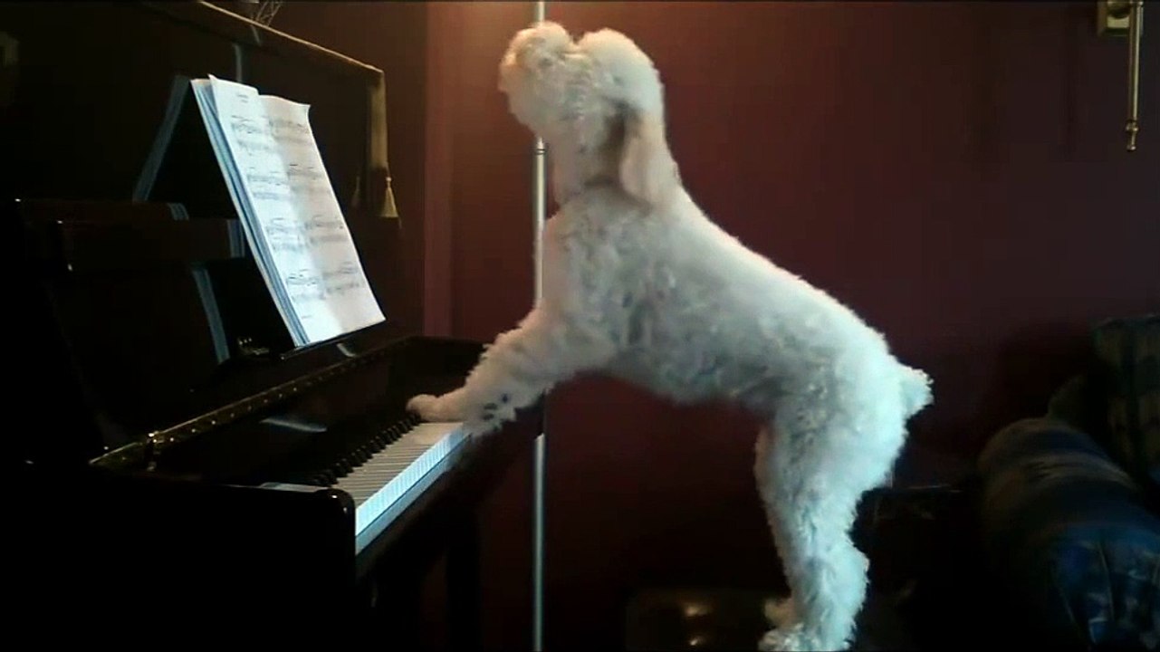 Ce chien joue du piano et chante quand il est tout seul à la maison