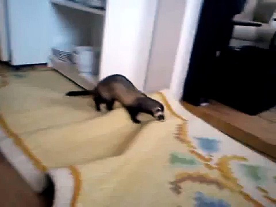 Ferret talking