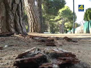 El Consell talará los pinos afectados por el Tomicus en Altura
