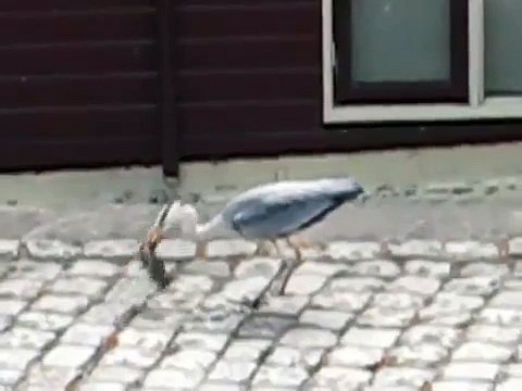 Blue heron eats bird MVI 2916