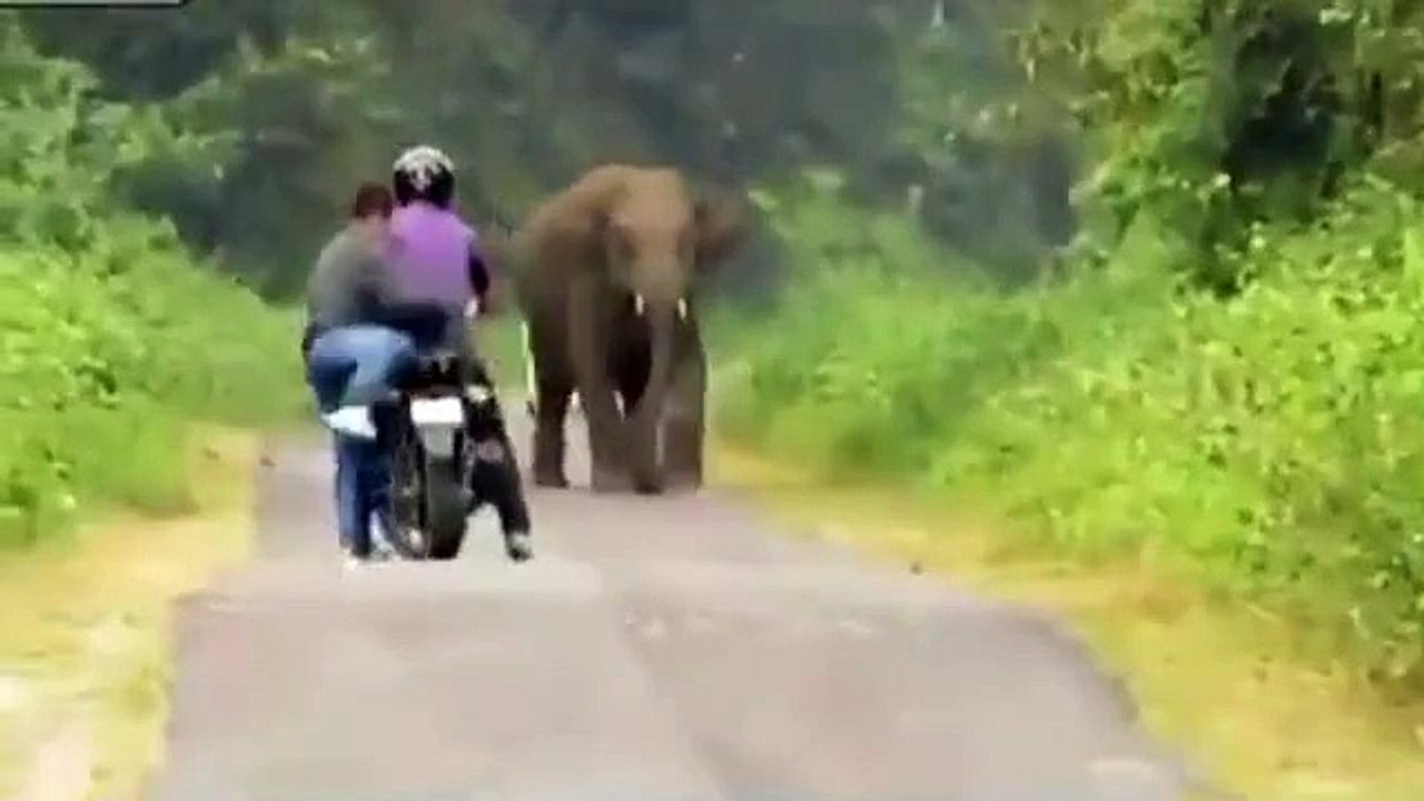 Men flee charging an elephant