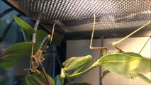Praying mantis catches grasshopper (  impressive close-up) / Gottesanbeterin schnappt Heuschrecke