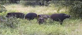 lovely giant forest hogs