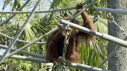 Adorable Baby Orangutan Learns to Climb