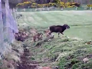 Soay Lambs at Play
