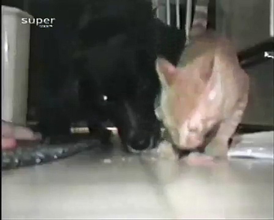 Sterke kat
