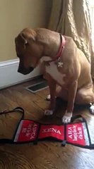 Xena the Warrior Puppy