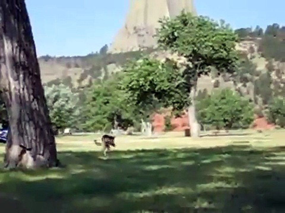 3 Legged Dog Jerry Catches Frisbee & Lifts Leg to Pee
