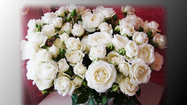 БУКЕТ ИЗ БЕЛЫХ РОЗ