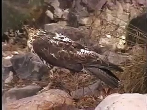 Galapagos Hawk Close Ups, Galapagos Islands, Ecuador