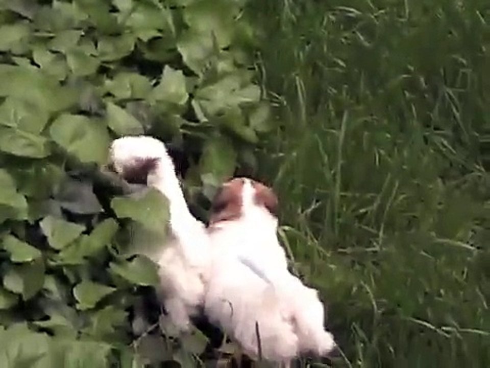 Coton de Tulear Girls