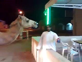 Camel love drinking with style