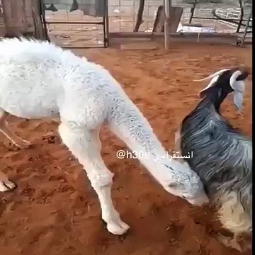 Goat Feed The Milk For Camel