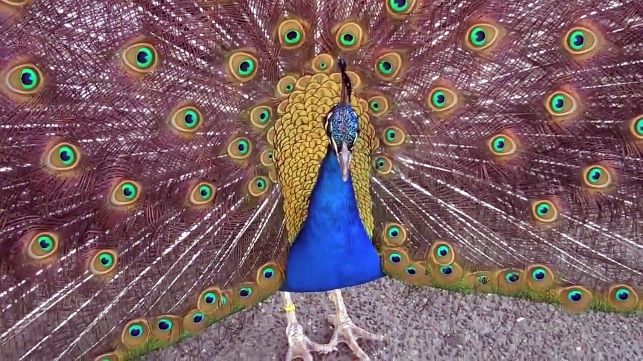 Peacock Song