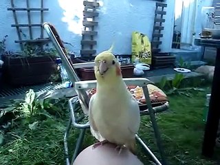 Papuga Nimfa uwielbia  śpiewać.mpg